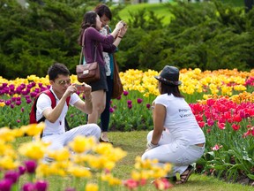 Visitors snap pictures of the tulip beds at Major’s Hill Park on Friday, as a colourful way to start the Victoria Day long weekend. (Errol McGihon, Ottawa Sun)