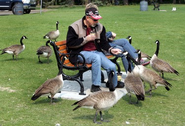A couple enjoys the company of some geese at Hawrelak Park in Edmonton on Saturday, May 28, 2011. (PERRY MAH/EDMONTON SUN)