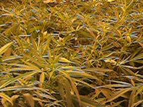 Marijuana plants from a grow operation bust. (File photo)
