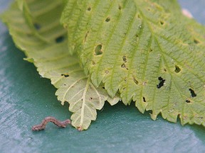 A small cankerworm crawls off a leaf. (Winnipeg Sun files)