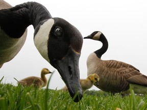 A mother and father goose along with their babies look for a free snack near Dow's Lake in Ottawa, Sunday, May 22, 2011.  TONY CALDWELL/OTTAWA SUN