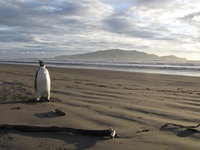 An Emperor Penguin stands on a beach on Kapiti coast of New Zealand on June 20, 2011. The bird's arrival, the second ever recorded according to New Zealand's Department of Conservation, has caught the public's attention as Emperor Penguins usually live in Antarctica, more than 3,000 Km (1,864 miles) away. REUTERS/New Zealand Government-Department of Conservation/Handout
