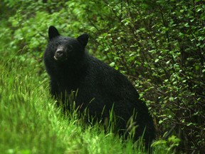 Black bear