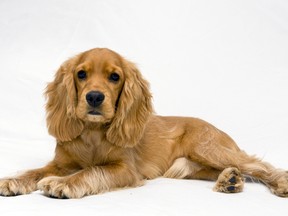 Pinpoint where fear begins to break cocker spaniel's anxiety.  (Shutterstock)