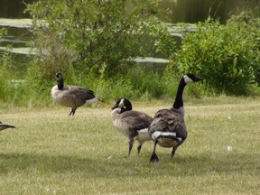 The remaining geese at Willowlake Park on Wednesday, July 20, 2011, where several Canada geese were run over by a car the previous day. Three goslings were killed. (Jillian Austin, Winnipeg Sun)