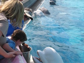 Adam Fox of Kitchener, Ont. enjoys a close encounter while feeding a beluga whale at Marineland’s Arctic Cove. (Jim Fox/QMI Agency)