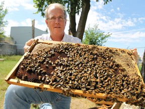 Rob Currie, a doctor of entomology at the University of Manitoba, and his team are working to breed bees with higher immunity to deadly viruses spread by mites. (JASON HALSTEAD/Winnipeg Sun)