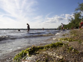 Westboro Beach in the summer (ERROL MCGIHON/THE OTTAWA SUN)