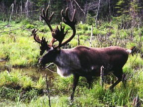 Caribou protection is going better in Manitoba than elsewhere. (Winnipeg Sun files)