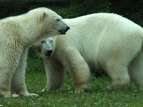Three cubs born to the Toronto Zoo's polar bear Aurora — seen here with Nakita — have died. (SUN FILE PHOTO)
