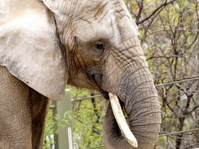 An elephant is seen in its pavilion at the Toronto Zoo. (QMI Agency)