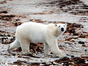 A polar bear is seen near Churchill, Manitoba. (QMI Agency)