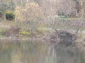 A beaver dam in Stittsville. (File photo)