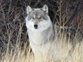 I took this picture of a wolf in Jasper National Park.  He was stalking Mountain Goats. (Shaneen Kendall/Reader photo)