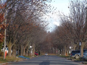 The emerald ash borer infestation is taking a toll across the region. These ash trees lined Plumber Ave., near La Cite Collegiale. 
JON WILLING/OTTAWA SUN