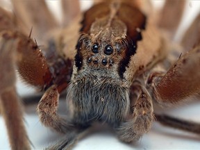 Nursery web spider. Wikipedia Creative Commons