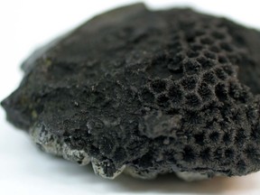 Environment Canada launched an investigation after customs officials intercepted a shipment of scleractinian rock coral in Vancouver in July 2007. (COURTESY OF THE UNIVERSITY OF MONTANA)