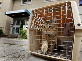 The Ottawa Humane Society is advocating for stiffer penalties for people who abuse animals. (DARREN BROWN/QMI AGENCY)