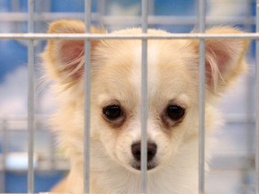A Chihuahua looks on inside a cage. (REUTERS Files)