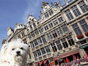 A dog stands on Brussels' Grand Place August 11, 2011. Brussels, the capital of Belgium, which is also the administrative heart of Europe, attracts thousands of tourists to its main square all year-long. (Reuters/Yves Herman)