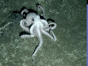 This pale octopus was one of the many species, possibly new to science, British researchers discovered in the deep Antarctic. (Oxford University)