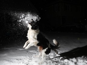 Humane Society officials are warning the will come down hard on negligent pet owner who don't take care of their pets during cold weather.   
(TONY CALDWELL/Ottawa Sun)