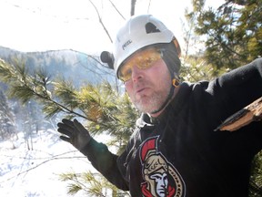 Jamie Robertson stands 60 feet high in a 300-year-old white pine tree off Lake Brown Rd. and Hwy. 5 near Wakefield, Thursday, January 5, 2012, that may come down if the Quebec ministry of transport goes ahead with a 6-km, 150-metre-wide expansion of Hwy. 5 through Gatineau Park (DARREN BROWN/OTTAWA SUN)
