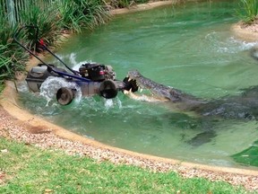 Elvis the crocodile attacks a lawnmower at the Australian Reptile Park in Gosford, north of Sydney, in this still image taken from video December 28, 2011. Two workers at a reptile park near Sydney ran for their lives on Wednesday when a 500 kg crocodile named Elvis suddenly lunged at them, making off with their lawnmower.  REUTERS/Australian Reptile Park/Handout