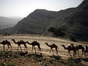 A caravan of camels, roped to each other tail-to-mouth, haul blocks of salt from desert mines up the winding tracks for sale in Ethiopia's Afar highlands, March 7, 2007. (File photo)