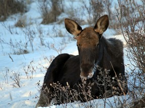 Moose