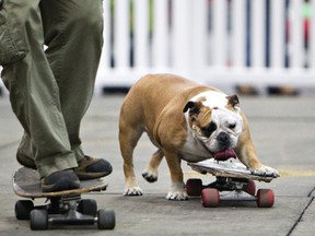 Buttercup, the skateboarding bulldog, performs with Paul King during the Pet Expo at the Edmonton Expo centre in Edmonton, Alberta on Sunday, January 22, 2012. AMBER BRACKEN/EDMONTON SUN/QMI AGENCY