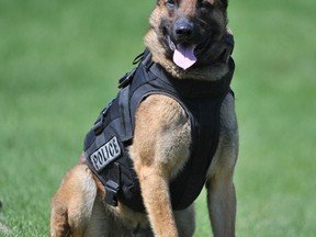 Thank Diesel. The police service dog tracked down a suspect early Monday after a commercial break-and-enter, police say.