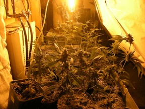 A search warrant for a residence on Dauphin's 10th Avenue S.W. turned up 53 marijuana plants in various stages of growth.  Police also seized drying marijuana and related growing equipment in the Jan. 20, 2102 bust. (HANDOUT)