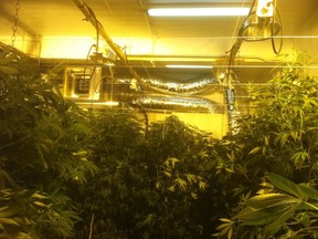A room full of growing marijuana plants is seen in this handout photo taken January 31, 2012 in the Bronx, New York and released by the New York City police department on February 1, 2012. (REUTERS/NYPD/Handout)