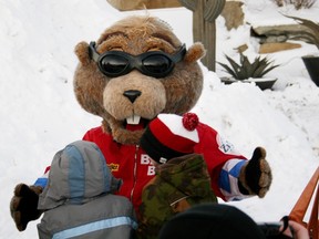 Balzac Billy will emerge from his burrow at the Balzac Billy Groundhog Day Breakfast in the Blue Grass Nursery and Greenhouse in Balzac, Alberta just after sunrise on Thursday February 2, 2012 to predict whether winter will stick around. PHOTO SUPPLIED