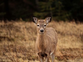 Whitetail deer. (File photo)