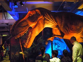 Dinosaurs like this T-Rex come alive at the Montreal Science Centre thanks to some pretty realistic animatronics. The Dinosaurs Unearthed exhibit runs until March 11. (PHIL RABY/Special to QMI Agency)