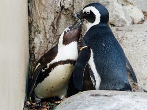 African penguins Pedro (right) and Buddy interact with each other at the Toronto Zoo in Toronto November 8, 2011. The Toronto Zoo announced they will separate the penguins after zookeepers noticed behaviour denoting a gay relationship between the two, and pair them with females to help preserve the endangered species. Pedro and Buddy will be reunited after mating with female penguins. (REUTERS)