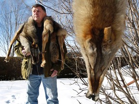 Gerry Lee stands outside his Ottawa Home with two coyote pelts Thursday January 26. 2012. Gerry is with the Eastyern Ontario Deer Advisory Committee. Photos are to go with a Ron Corbett story. (Tony Caldwell/QMI Agency)