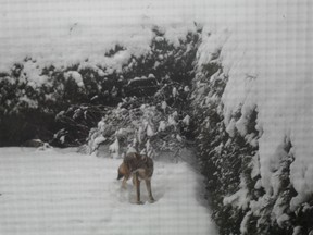 Rose Clows thought it was a dog at first. A German shepherd that must have wandered through the cedar hedge bordering her backyard and fallen asleep.  She saw it the Tuesday after Christmas, early in the morning. It turned to be a coyote. (Submitted photo.)