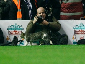 A cat walks on the pitch during the English Premier League soccer match between Liverpool and Tottenham Hotspur at Anfield in Liverpool, northern England February 6, 2012. (REUTERS/Phil Noble)