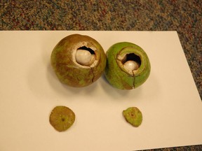 Four people were arrested for drug-related offences for allegedly smuggling cocaine inside hollowed out apples. The RCMP drug enforcement section and the CBSA worked together on the investigation. (RCMP photo)