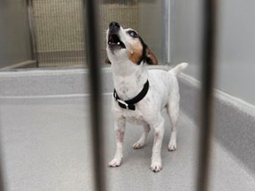 Every month there are several hundred calls to bylaw to complain about everything from barking to stray dogs and cats. Stray dogs at the Ottawa Humane Society Feb 8, 2012. (Tony Caldwell/QMI Agency)