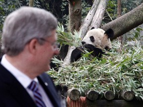 Prime Minister Stephen Harper looks back at giant panda Er Shun while speaking at the zoo in Chongqing February 11, 2012. Harper announced two giant pandas, Er Shun and Ji Li, will spend 10 years in two Canadian zoos. (REUTERS/Chris Wattie)