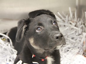 This January 2012 photo shows a shepherd mix puppy that was recently up for adoption in Manitoba. The breed is similar to a three-month-old dog that was beheaded by a teen who’s now roaming free in Winnipeg. (QMI Agency)