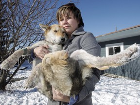 Meaghan Ralston holds her mangled foster dog Jeannie at her northeast Calgary home on Tuesday, February 14, 2012. Jeannie was picked up by the Alberta Animal Rescue Crew Society with a missing leg (she's believed to have chewed it off after it became stuck in a leg trap), mange, and open wounds. LYLE ASPINALL/CALGARY SUN