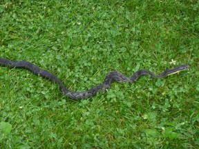 New rules designed to protect the gray rat snake go too far, opponents say. (Photo submitted by Bob Strachan)