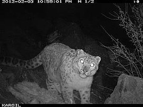 Researchers with the World Wildlife Fund in India captured photos of two adult snow leopards in India's Kargil District on Feb. 3, 2012.