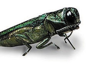 Emerald ash borer