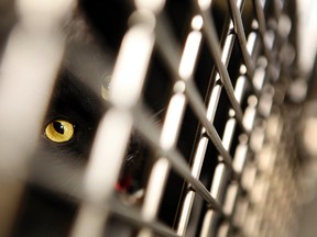 Cinder, a black cat, peers from her cage at the Ottawa Humane Society Saturday. The OHS is considering a campaign to encourage people to adopt dark-coloured pets, which typically languish at the shelter for longer. DARREN BROWN/Ottawa Sun